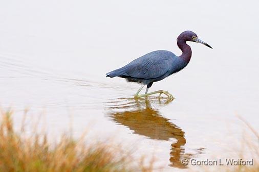 Little Blue Heron Hunting_31931.jpg - Little Blue Heron (Egretta caerulea) photographed along the Gulf coast near Port Lavaca, Texas, USA.